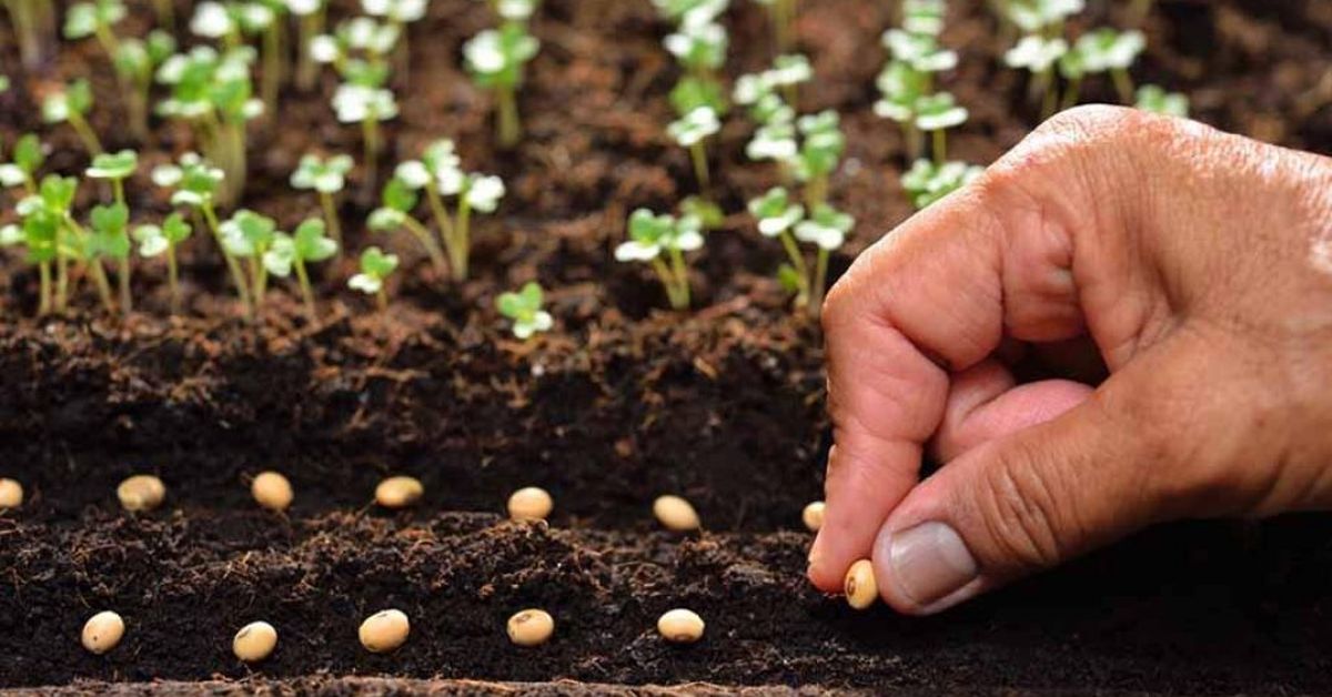 Когда сажать семена на рассаду – совет агронома
