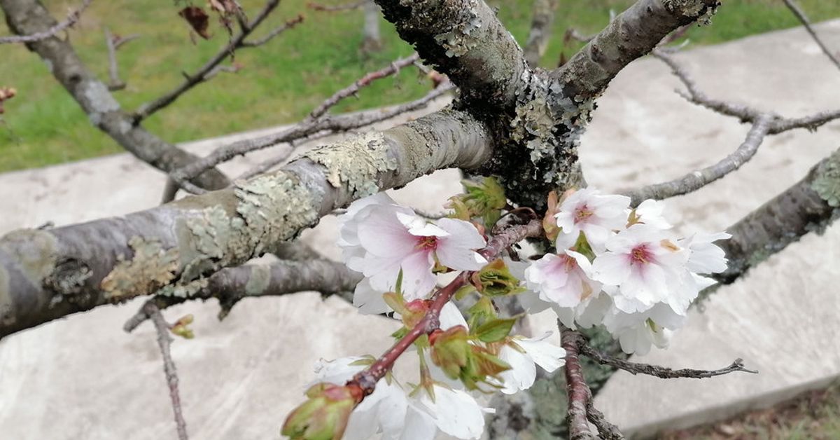 В сочинском «Дендрарии» распустились первые цветы сакуры