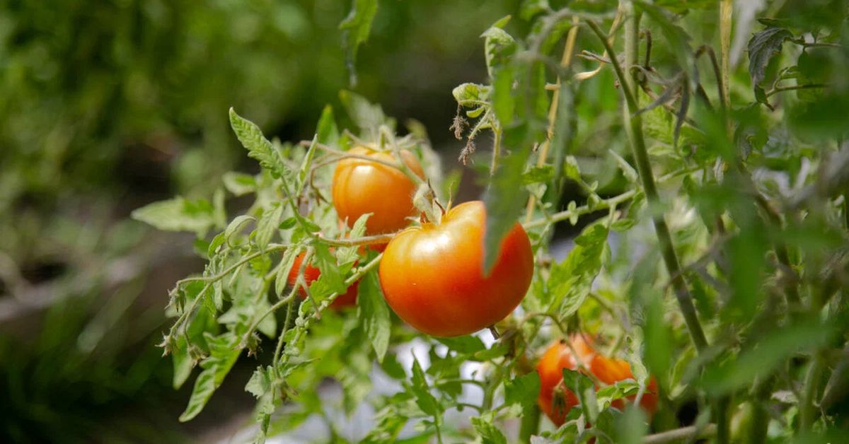 Как надо ухаживать за томатами в августе