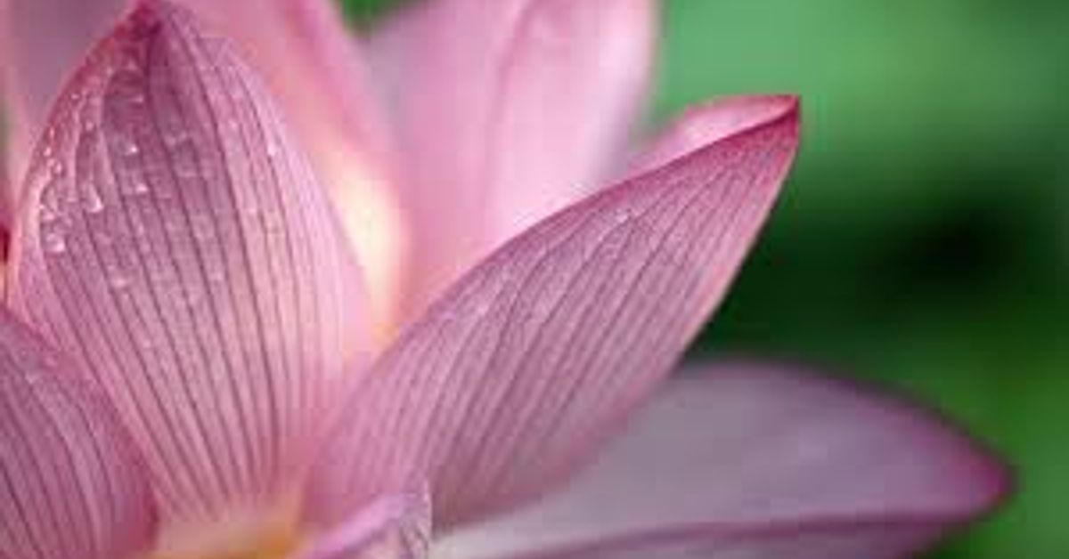 Зефирантес — цветок, названный в честь бога