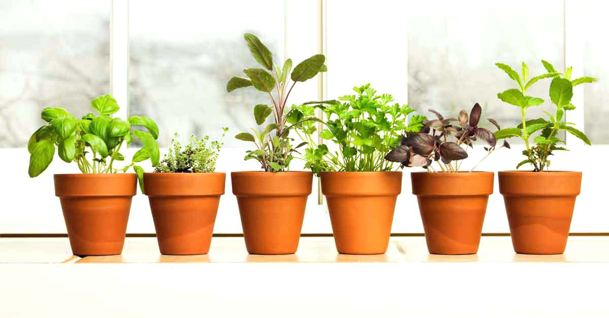 Советы по выращиванию зелени дома