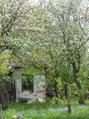 Что случилось с вишневым садом. Вишнёвый сад Юрьев-польский. Вишневый сад цветет в Мелихово. Вишневый сад Коптево. Вишня в саду.