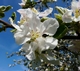 apple-tree-blossom
