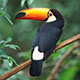 toucan