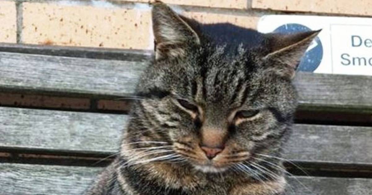 Кот гулял от хозяев 11 лет, а потом вернулся