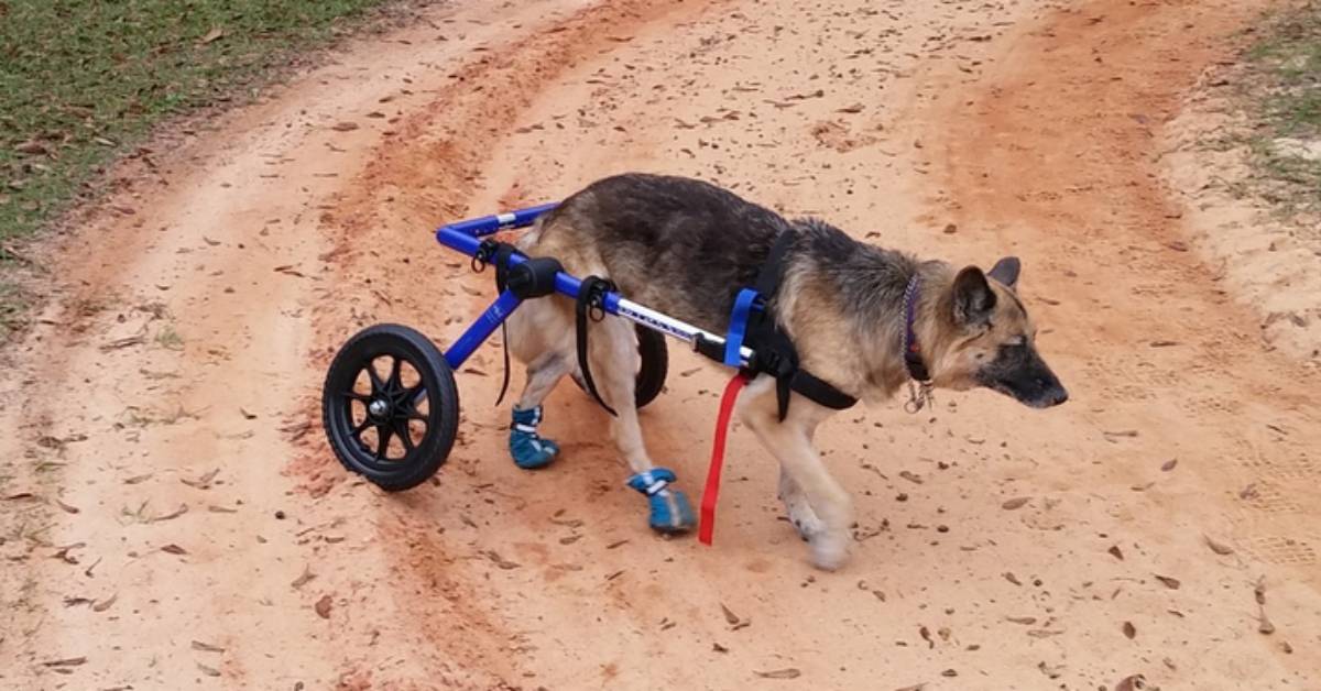 Благородное хобби –  делать коляски для животных-инвалидов