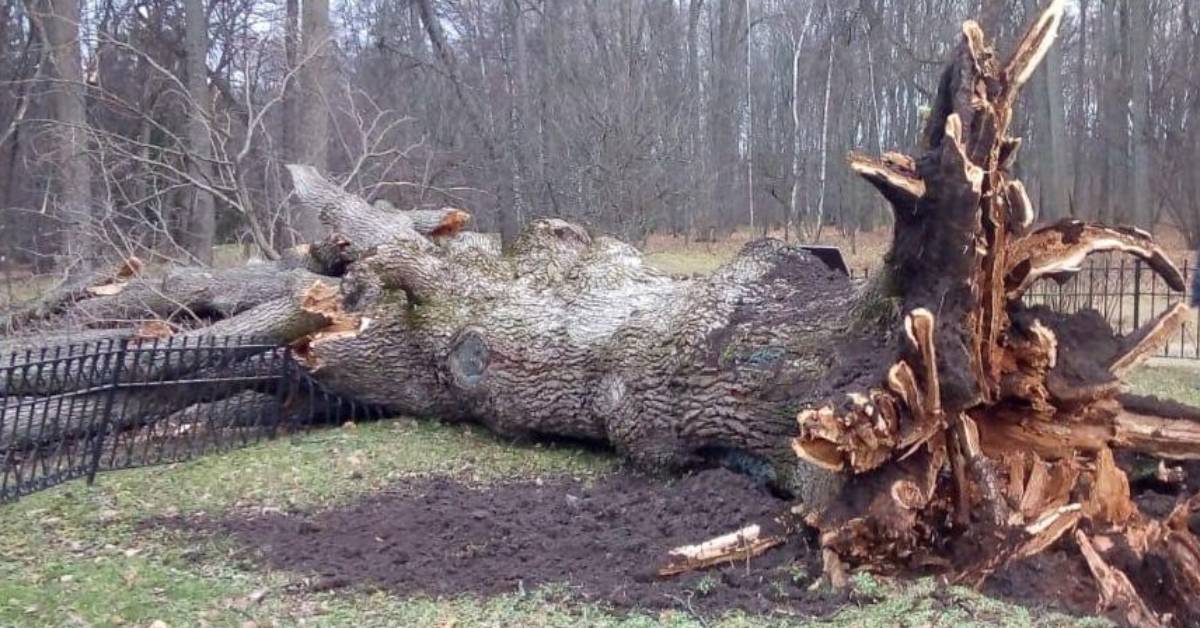 198-летний «Тургеневский дуб» не пережил урагана