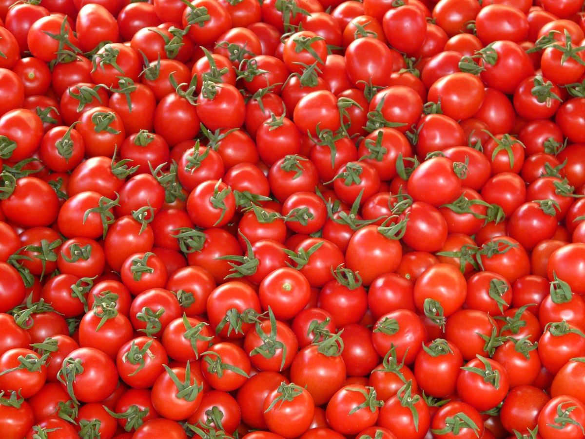 tomat 12 05
