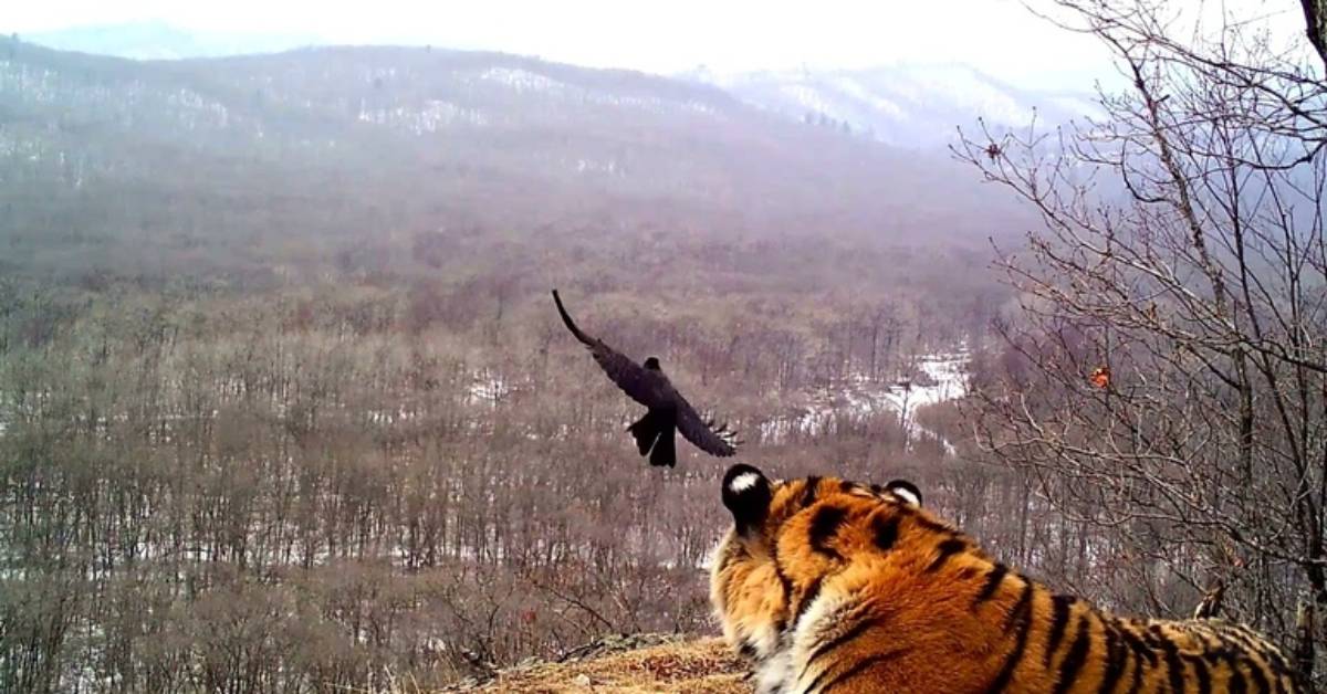 Видео: Ворона поболтала с тигром о том о сем