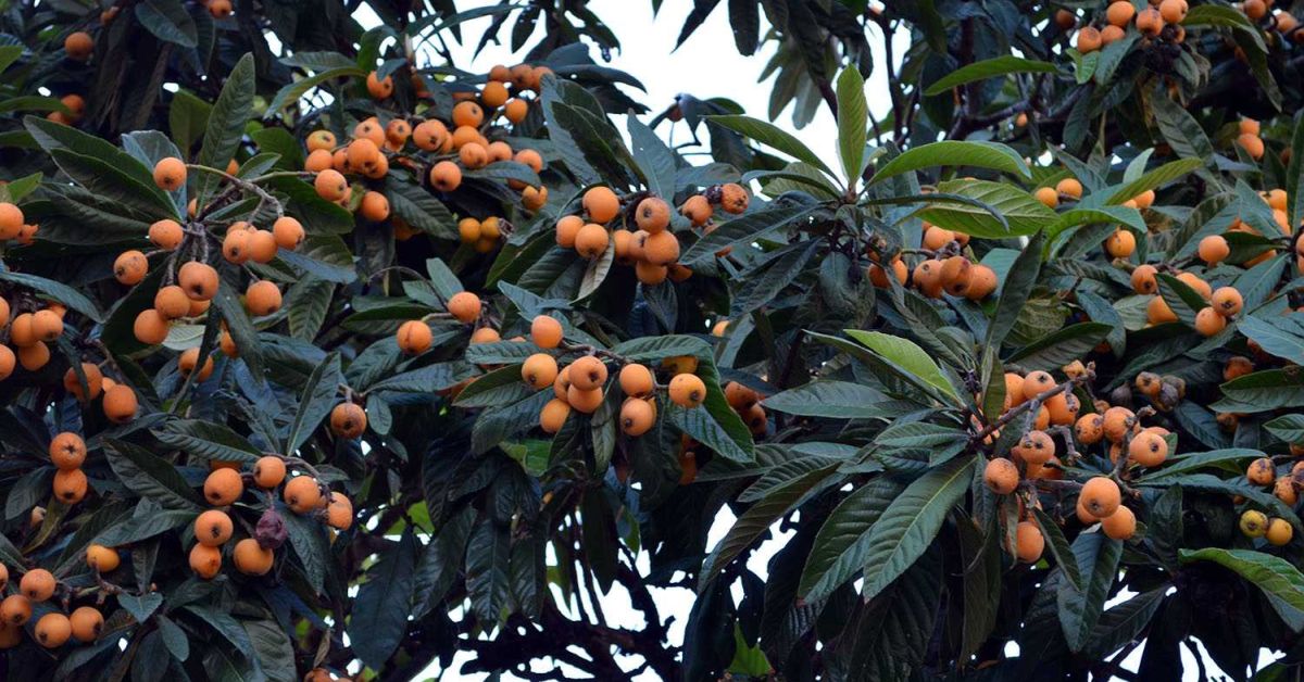Мушмула: декоративное дерево с полезными плодами