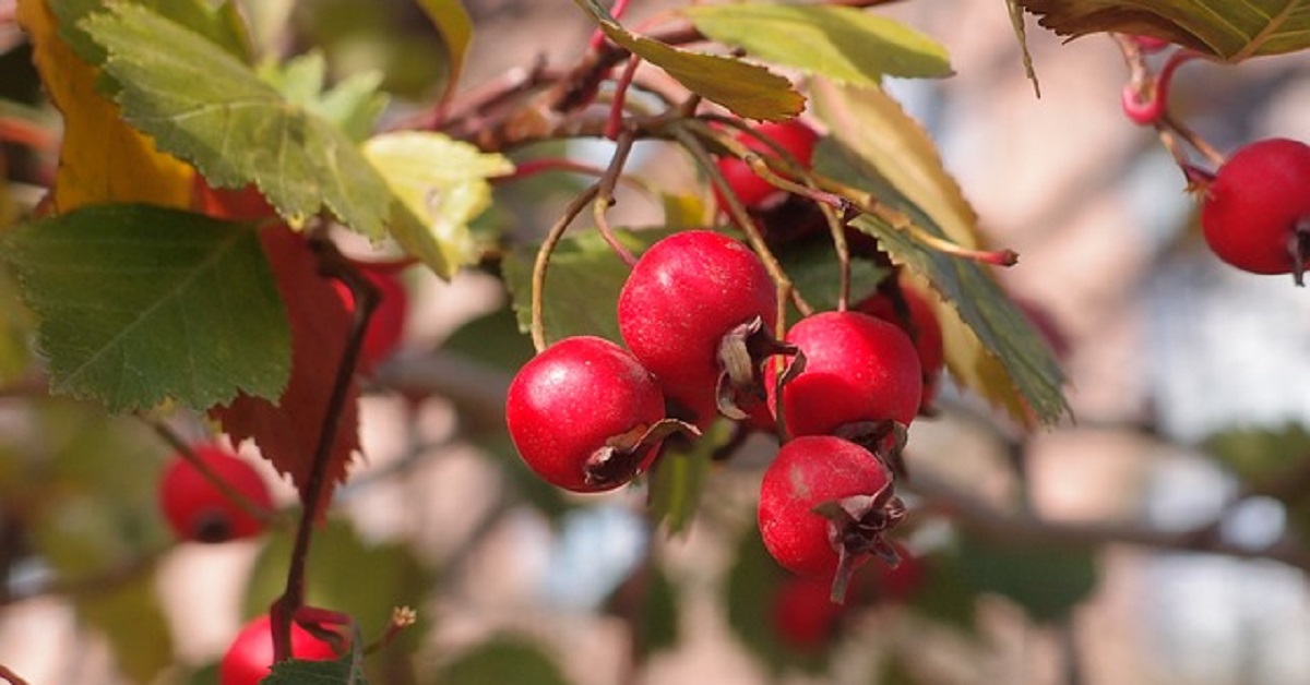 Как заготовить впрок лечебные ягоды боярышника?